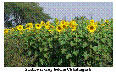 Text Box:    Sunflower crop field in Chhattisgarh  